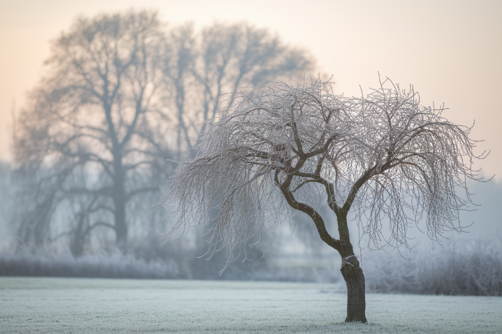 arbre-judas-givre-paysage-hiver