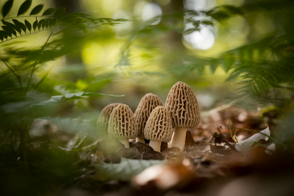 morilles-gros-plan-sol-foret